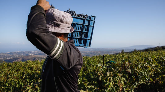 Where the mountain meets the sea, the vineyards sit in between.