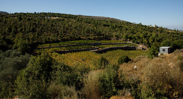 Building the winery